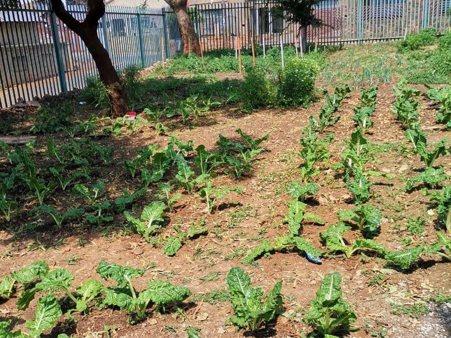 Humelela Youth Development Harvesting what was planted